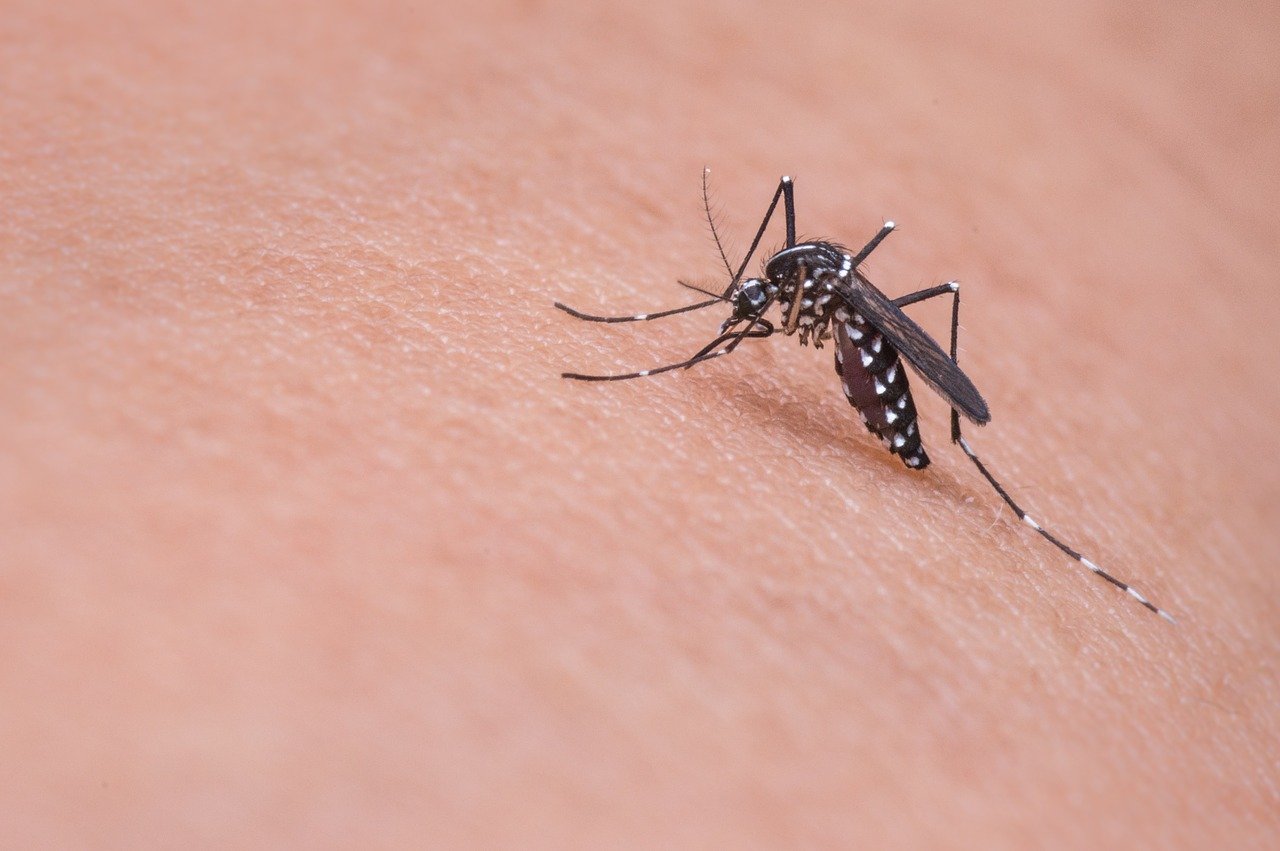 Środki na komary – jak wybrać skuteczny