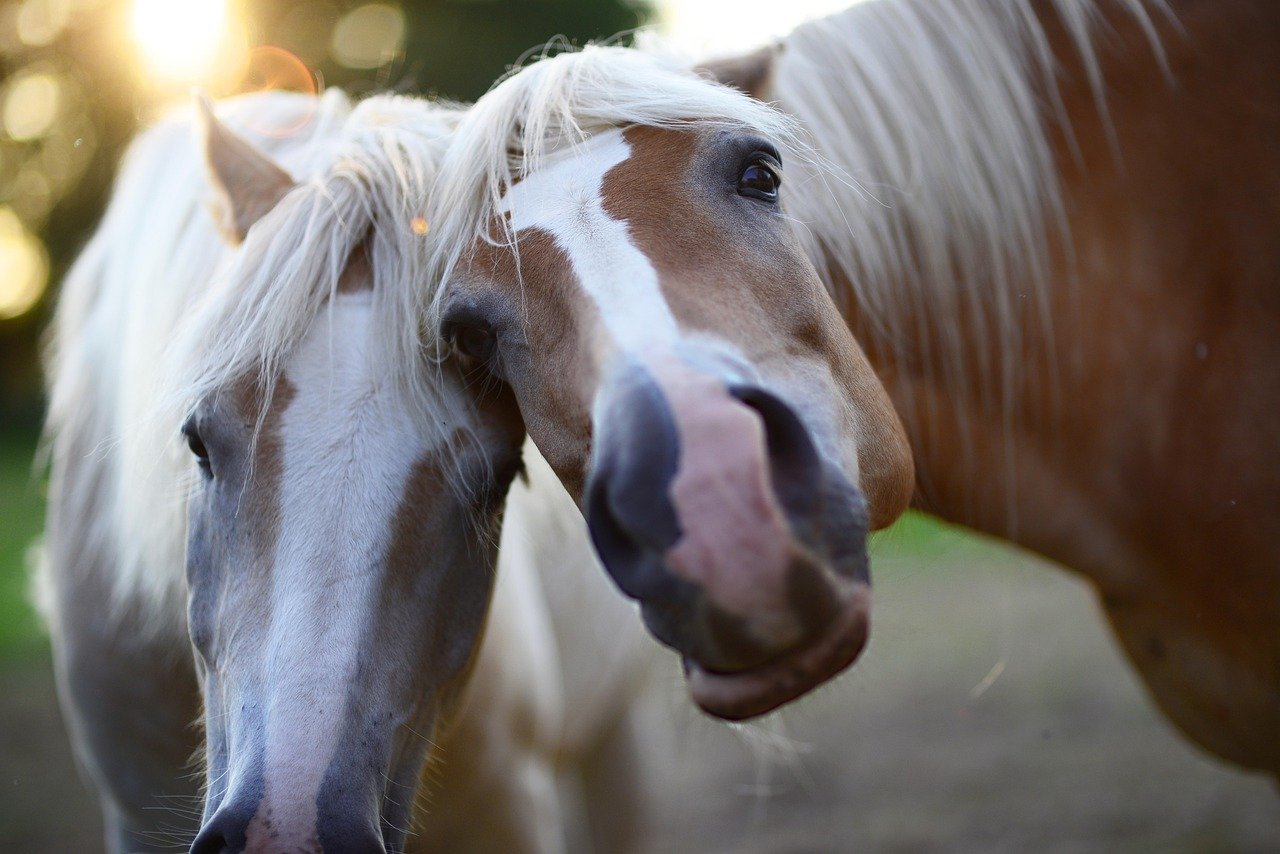 Wysłodki niemelasowane – cenna karma dla koni