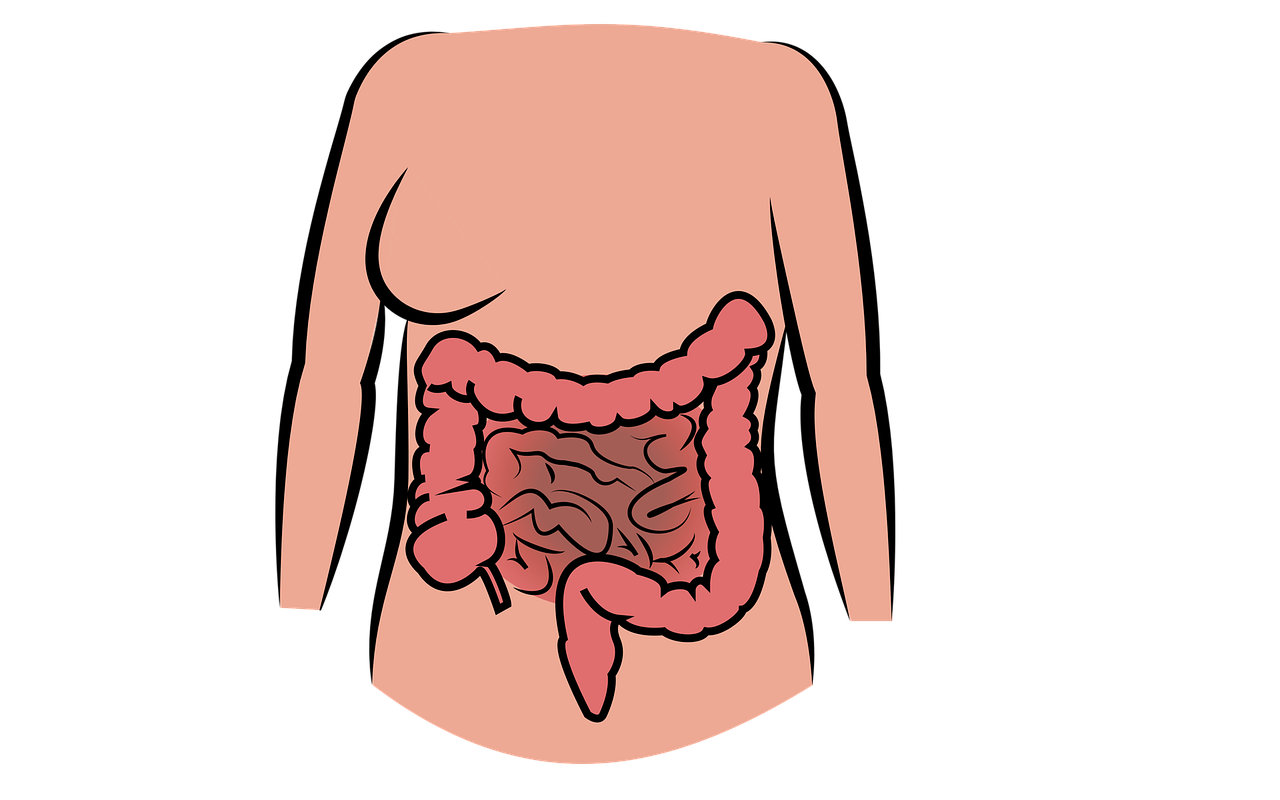 Anatomia dla początkujących – układ pokarmowy. Co się dzieje dalej z jedzeniem po ich przełknięciu?